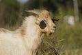 Light yellow domestic profile goat in blurred grassy background