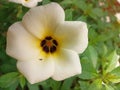 White Yolanda Flowers
