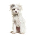 White Yorkie-Pom . mixed breed Pomeranian and Yorkshire Terrier