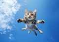 Animal cute playful cat fur fluffy nature feline jumping background mammal kitten tabby pets Royalty Free Stock Photo