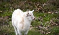 White Young Billy Goat Royalty Free Stock Photo