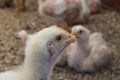 White young chickens on the farm Royalty Free Stock Photo