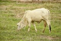 White young bull in the field Royalty Free Stock Photo