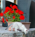 White young cat playing Royalty Free Stock Photo