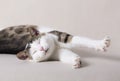 White young cat is sleep in home and he wakes up Royalty Free Stock Photo