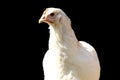 White young chicken - dominant sussex - chicken portrait on a black background Royalty Free Stock Photo