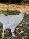 White young chicken walks on dry grass and leaves, poultry farming, farm, raising chickens Royalty Free Stock Photo