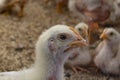 White young chickens on the farm Royalty Free Stock Photo