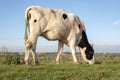 White young cow with black spots, heifer, grazing in a meadow in Holland.