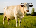 White young cow in countryside Royalty Free Stock Photo