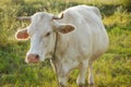 White young cow in countryside Royalty Free Stock Photo