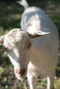 White young dairy goat, kid grazing in natural conditions Royalty Free Stock Photo