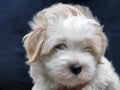 The white young dog puppy Coton de Tulear on blue background