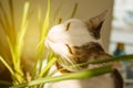 white young domestic hungry cat eating grass with sun light flare Royalty Free Stock Photo