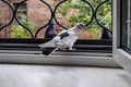 White young dove sits on the windowsill of an open window on a summer day Royalty Free Stock Photo