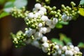 White & young fruit on tree branch in daylight 2