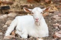 White Young Goat Royalty Free Stock Photo