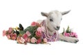 White young goat and flowers Royalty Free Stock Photo