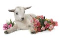 White young goat and flowers Royalty Free Stock Photo