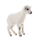 White young goat Royalty Free Stock Photo