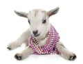 White young goat Royalty Free Stock Photo