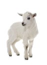 White young goat Royalty Free Stock Photo