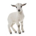 White young goat Royalty Free Stock Photo