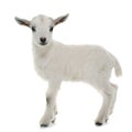 White young goat Royalty Free Stock Photo