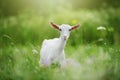 A cute young goat grazes in the meadow Royalty Free Stock Photo