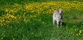 White young goat Royalty Free Stock Photo