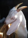 white young goat with hanging ears and small horns