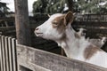 White young goat portrait over a wooden fence Royalty Free Stock Photo