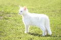 White young kitten standing on a green grass Royalty Free Stock Photo