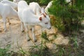 White young nanny goat searching food