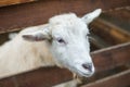 White young sheep looking at the frame Royalty Free Stock Photo