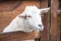 White young sheep looking at the frame Royalty Free Stock Photo