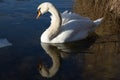 Young white swan in front of reed Royalty Free Stock Photo