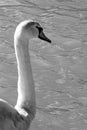 A white young swan plumage as focused can be coastal as continental