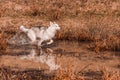 The white young wolf catches up to its prey by running a marshy body of water. Side view of a white Siberian Husky breed dog