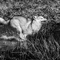 The white young wolf catches up to its prey by running a marshy body of water. Side view of a white Siberian Husky breed dog.