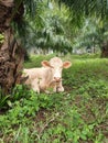 A White Youth Cattle in Open Agriculture Farm, Thailand
