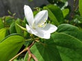 White yuca brighter in sunlight