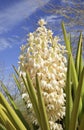White Yucca Cactus Flowers
