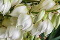 White Yucca filamentosa bush flowers, other names include Adams needle