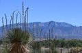 White Yucca flower buds overlooking the Sandia Mountain range Royalty Free Stock Photo