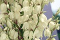 White yucca flowers filamentous closeup. Texture. Gardening