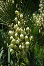 White yucca flowers