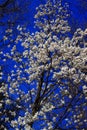 White Yulan Flowering Tree Royalty Free Stock Photo
