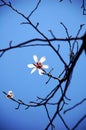 White Yulan Flowers in spring Royalty Free Stock Photo