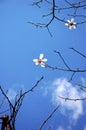 White Yulan Flowers in spring Royalty Free Stock Photo